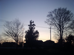 2014/03/15_夕暮れの木