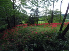 2017/09/18_下里の槻川流域の彼岸花
