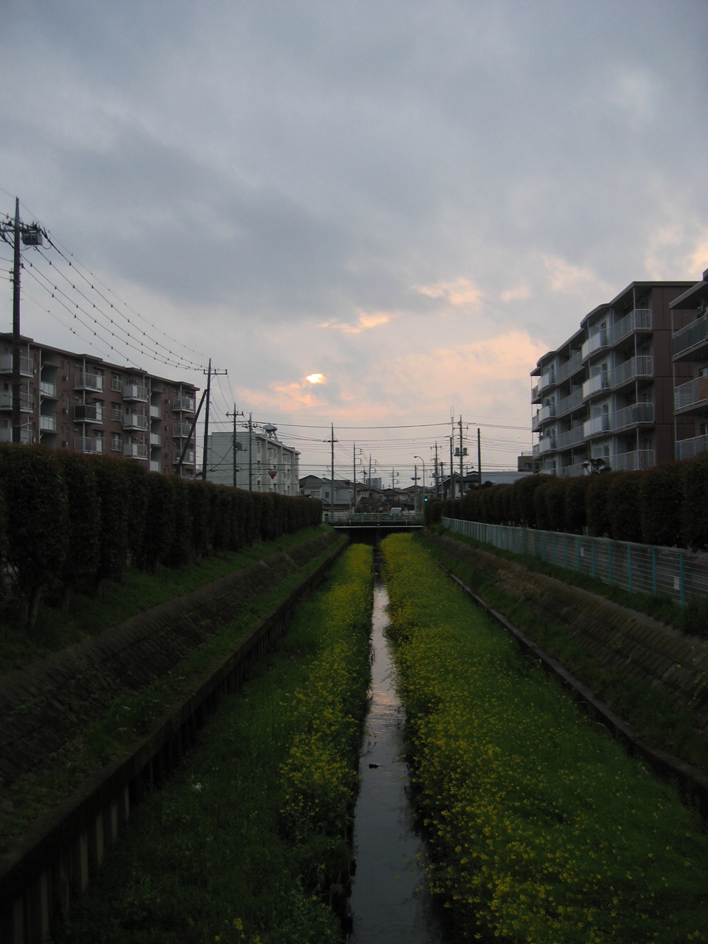 2017/04/09_芝川の夕暮れ菜の花