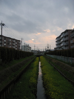 2017/04/09_芝川の夕暮れ菜の花