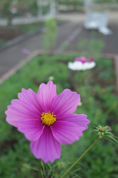 2015/10/18_伊奈バラ園のコスモス