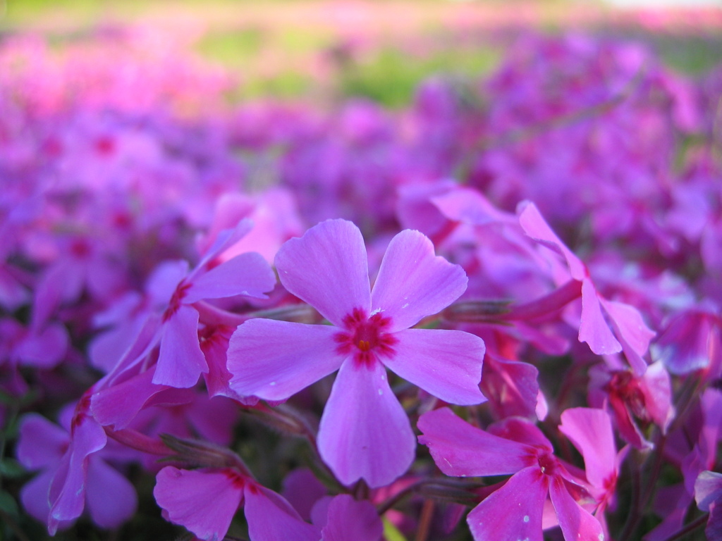 2017/04/23_花の丘農林公苑の芝桜