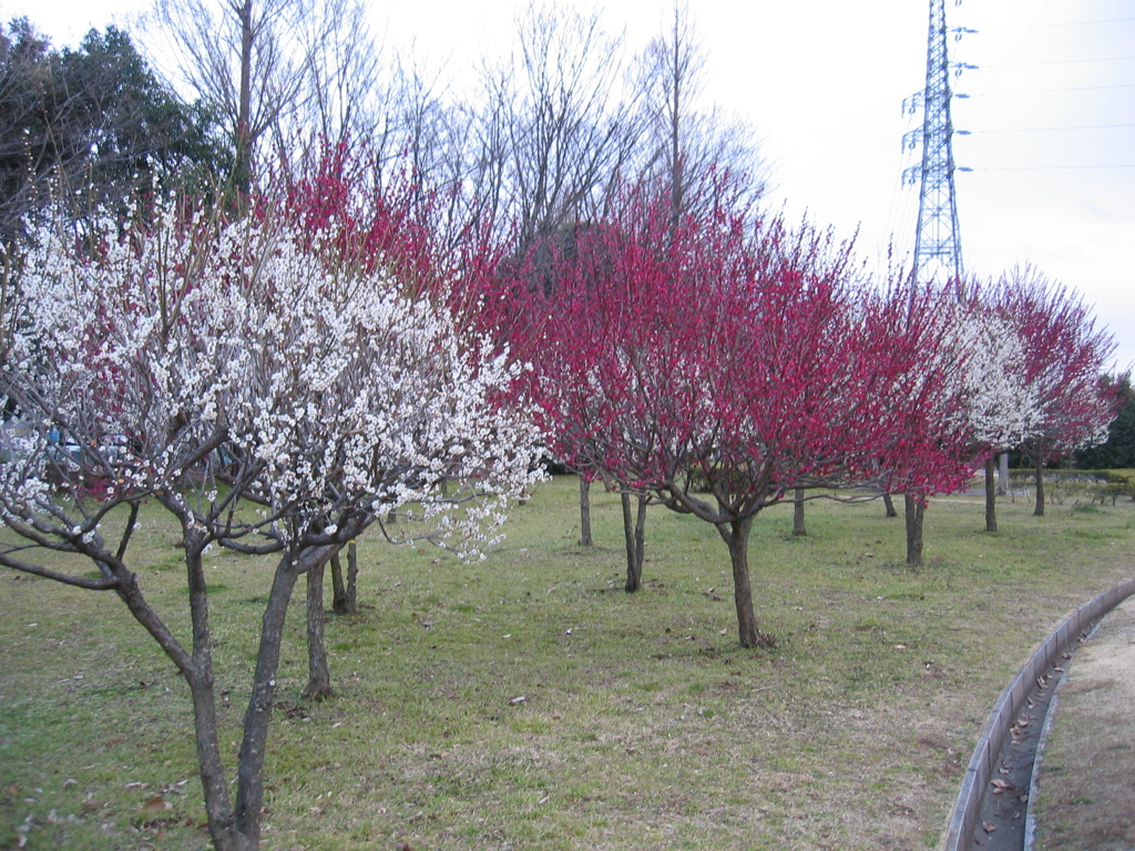 2016/02/28_花の丘農林公苑の紅白梅