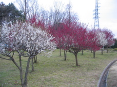 2016/02/28_花の丘農林公苑の紅白梅
