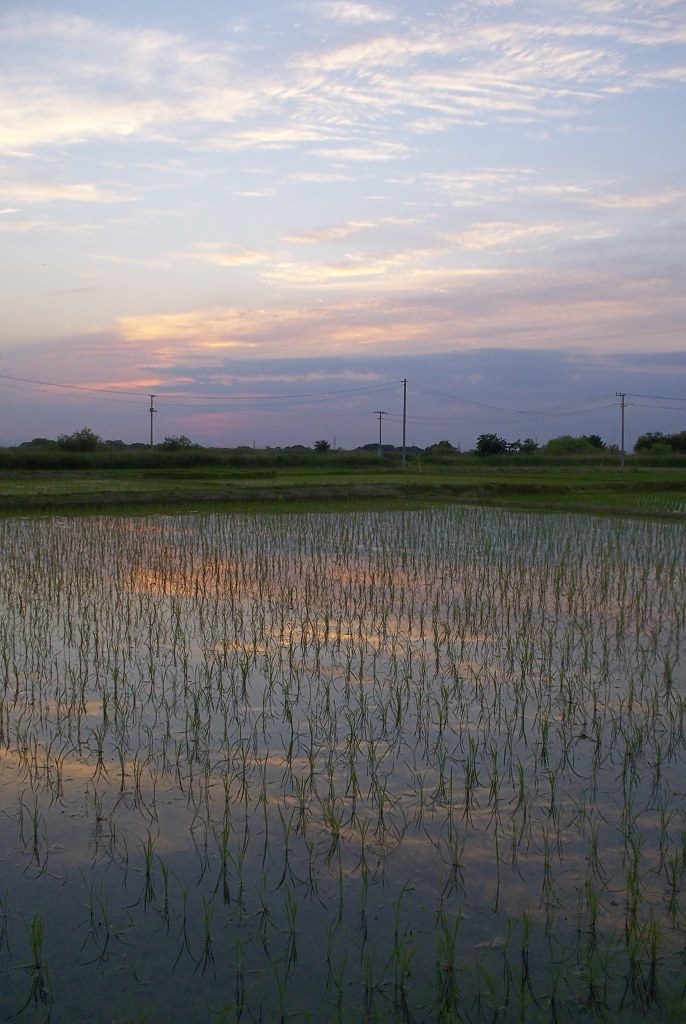 2015/05/24_水田の夕暮れ