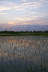 2015/05/24_水田の夕暮れ