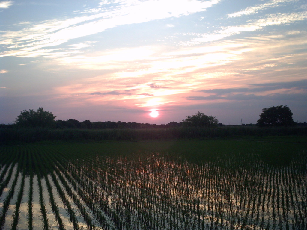 2015/05/24_水田の夕暮れ
