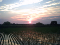 2015/05/24_水田の夕暮れ