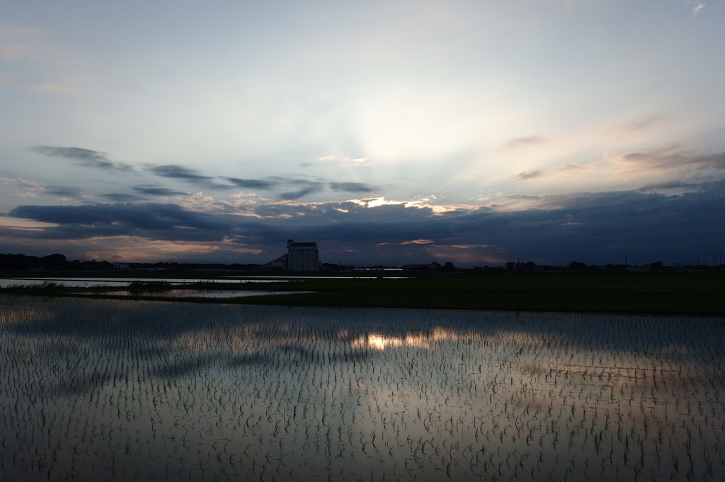 2015/06/21_水田の夕暮れ
