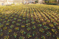 2016/03/19_花の丘農林公苑のビオラ