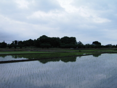 2017/05/27_水田の曇天