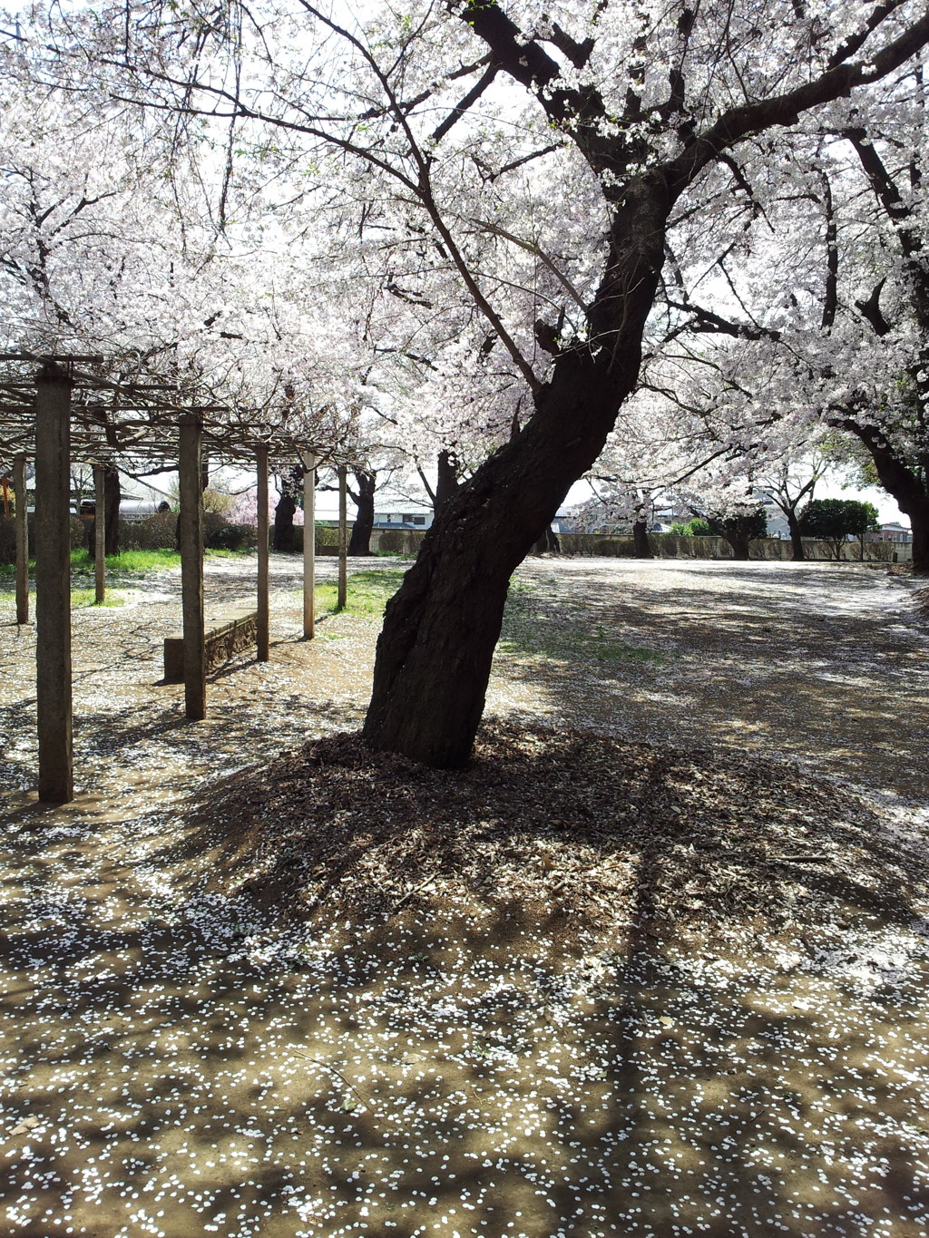 2019/04/06_氷川児童公園の桜