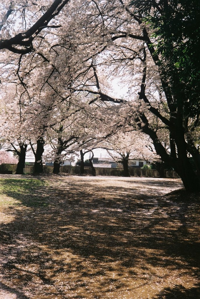 2019/04/06_氷川児童公園の桜
