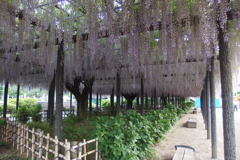2016/05/07_玉敷公園の藤