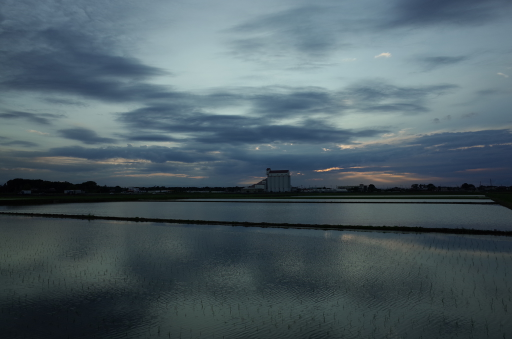 2015/06/21_水田の夕暮れ
