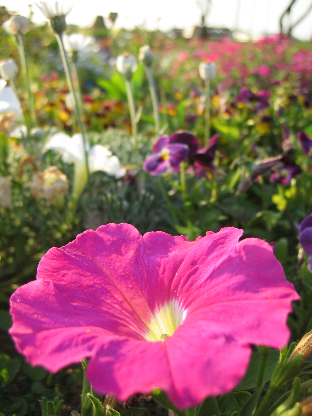 2017/05/05_花のオアシスの花