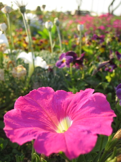 2017/05/05_花のオアシスの花