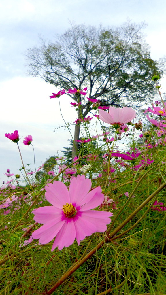 2013/11/03_コスモス