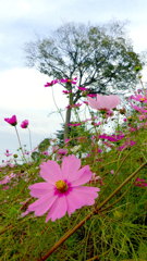 2013/11/03_コスモス