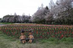 2016/04/09_花の丘農林公苑のチューリップ（と桜）