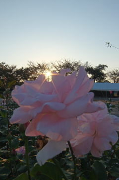 2015/10/18_伊奈バラ園の薔薇