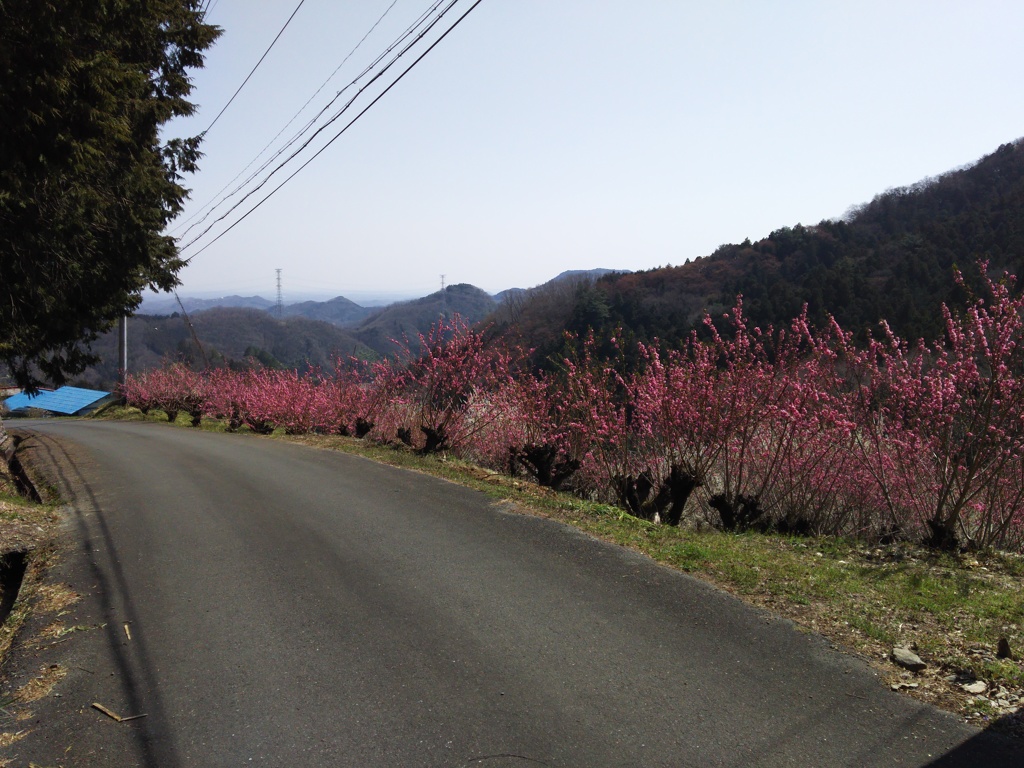 2018/03/25_花桃の郷