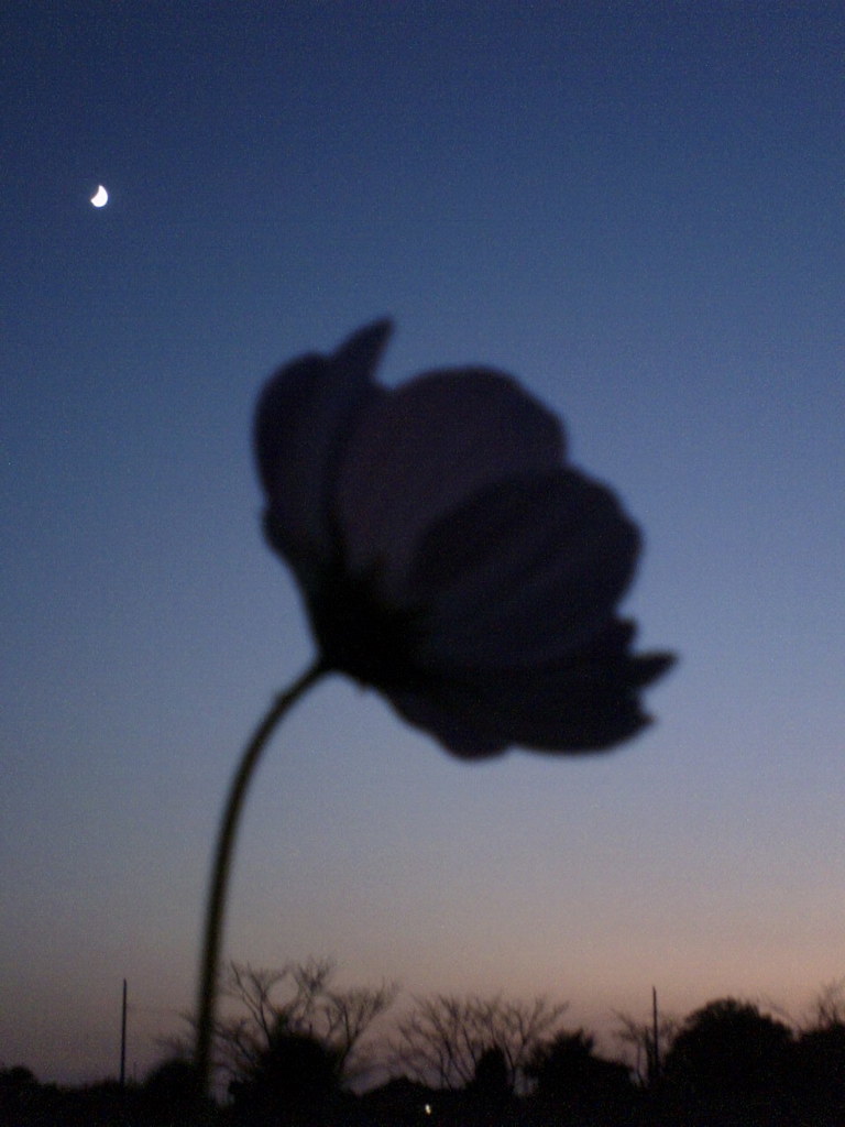 2015/10/18_蓮田駒崎の夕暮れコスモス
