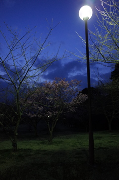 2016/03/26_高尾さくら公園の夕暮れ桜（陽光）