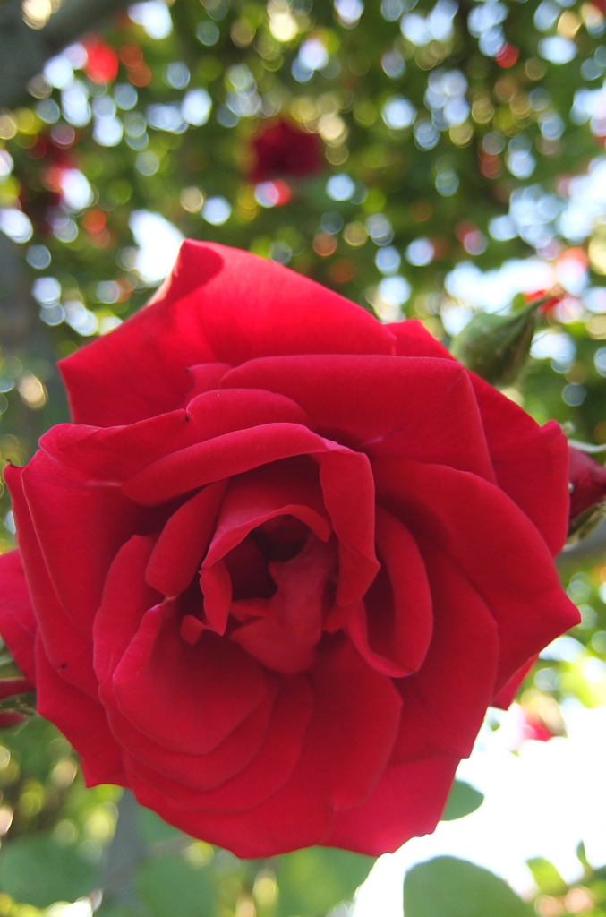 2014/05/18_平成の森公園の薔薇