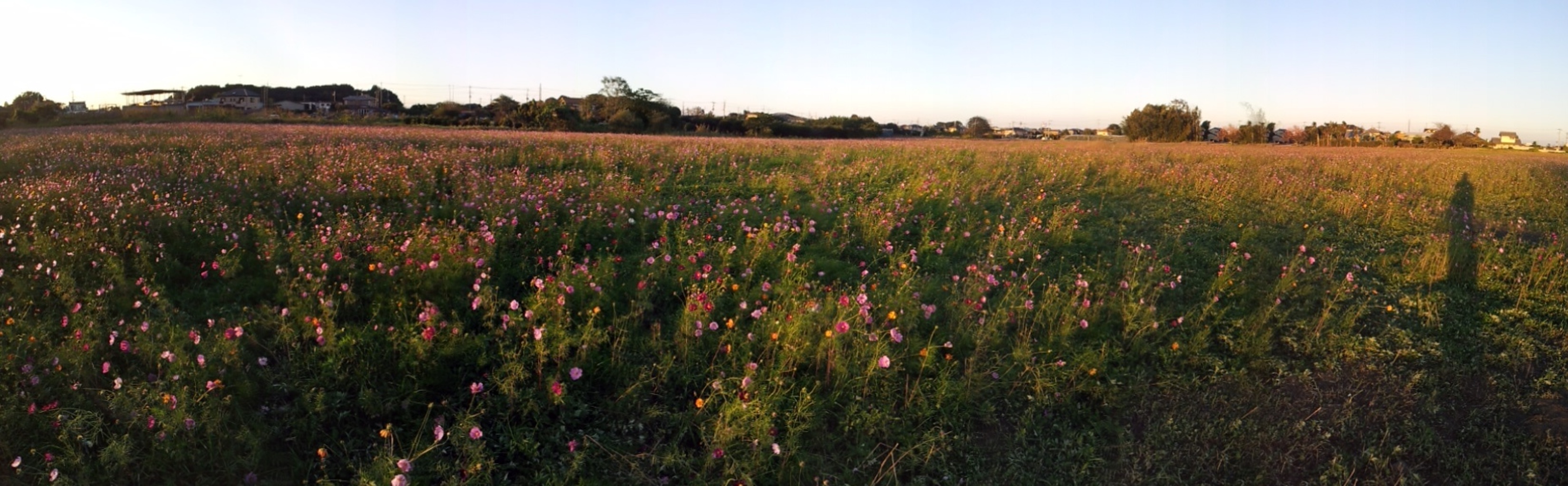 2015/10/25_夕暮れの蓮田駒崎コスモス畑