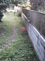 2015/09/20_彼岸花