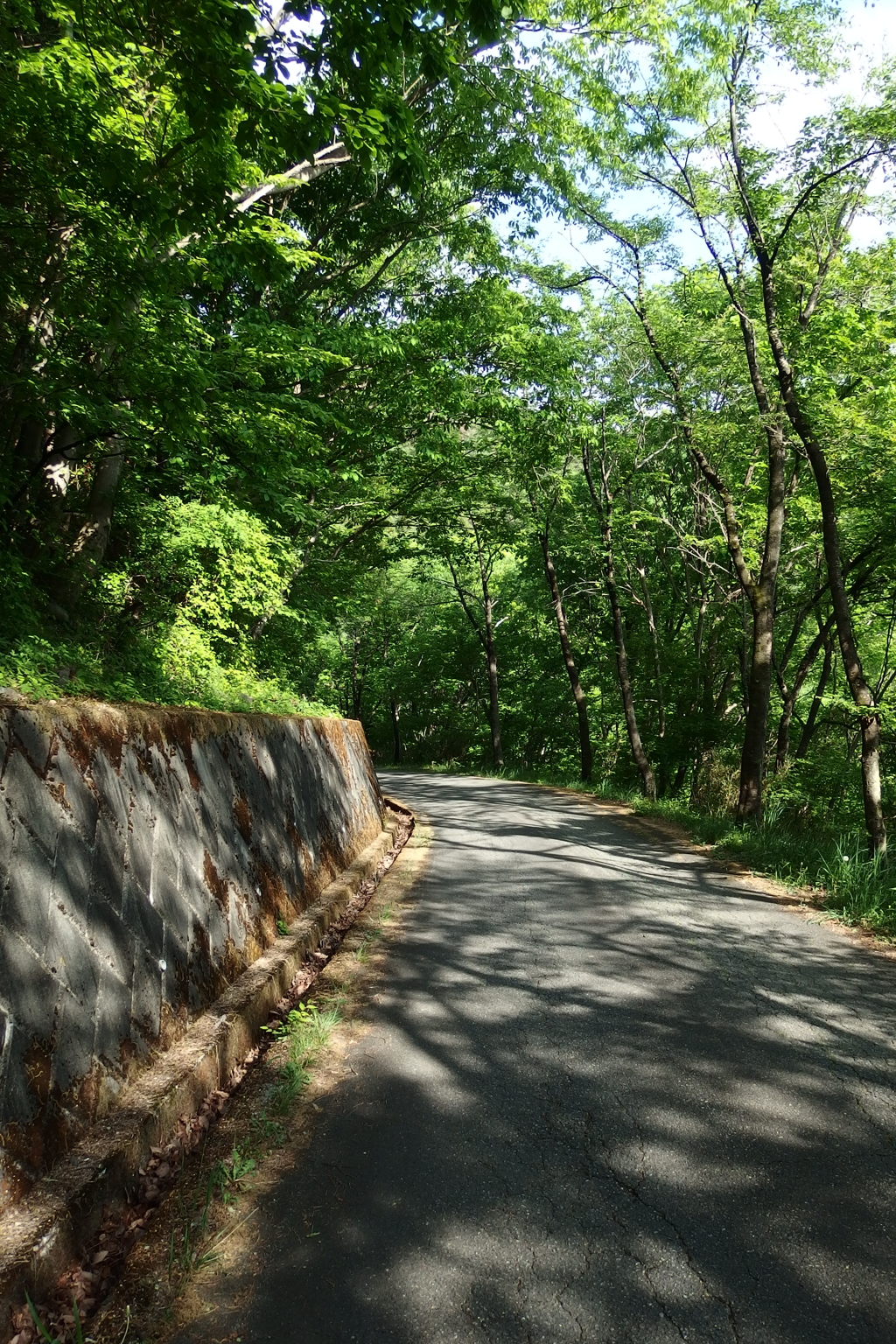 2015/05/04_林道