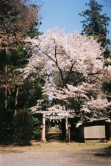 2019/04/06_伊奈崇霊社の桜