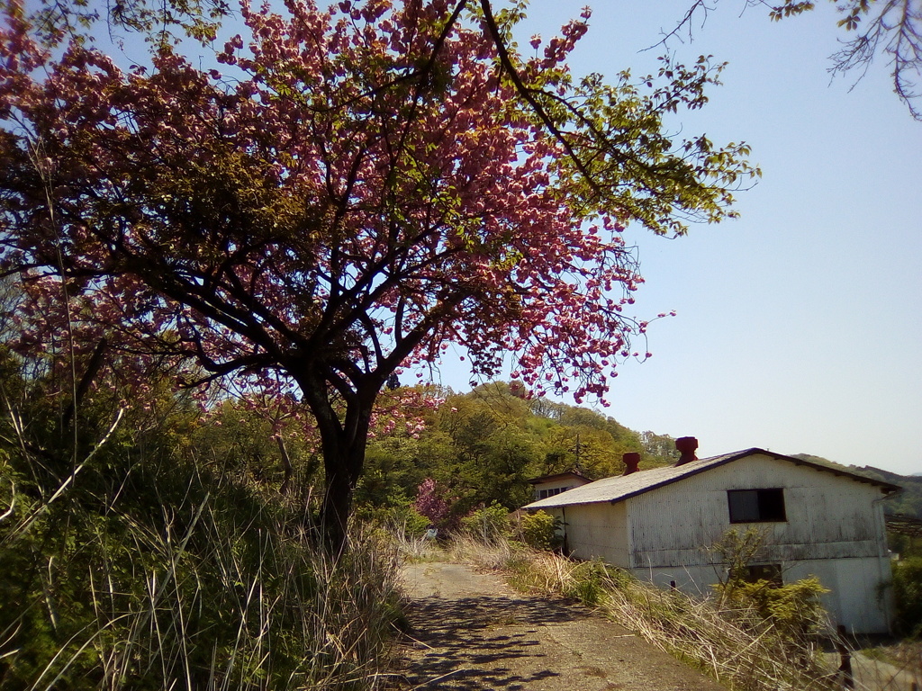 2018/04/22_登谷高原牧場の桜