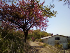 2018/04/22_登谷高原牧場の桜