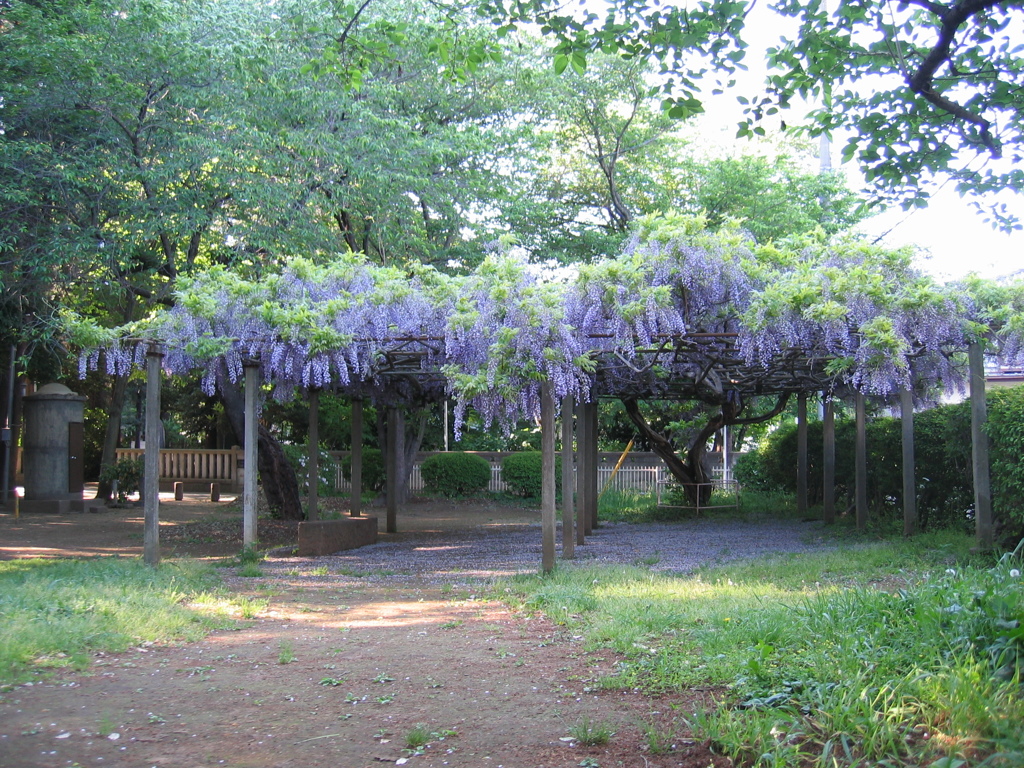 2017/05/04_氷川児童公園の藤