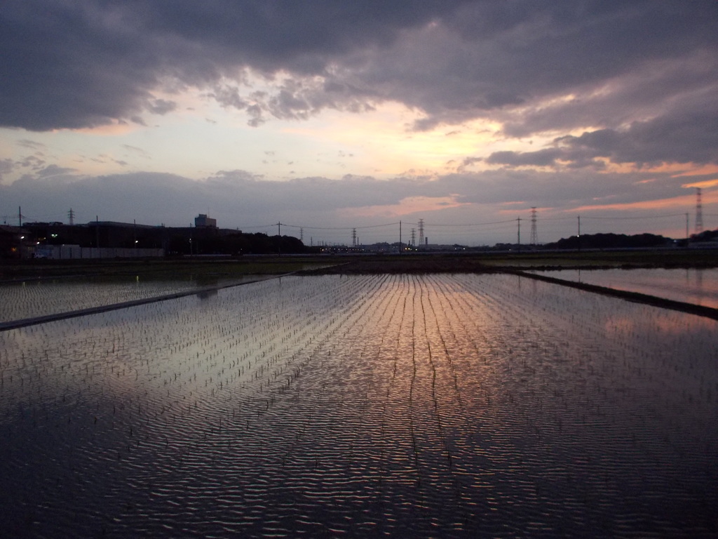 2017/06/10_水田の夕暮れ