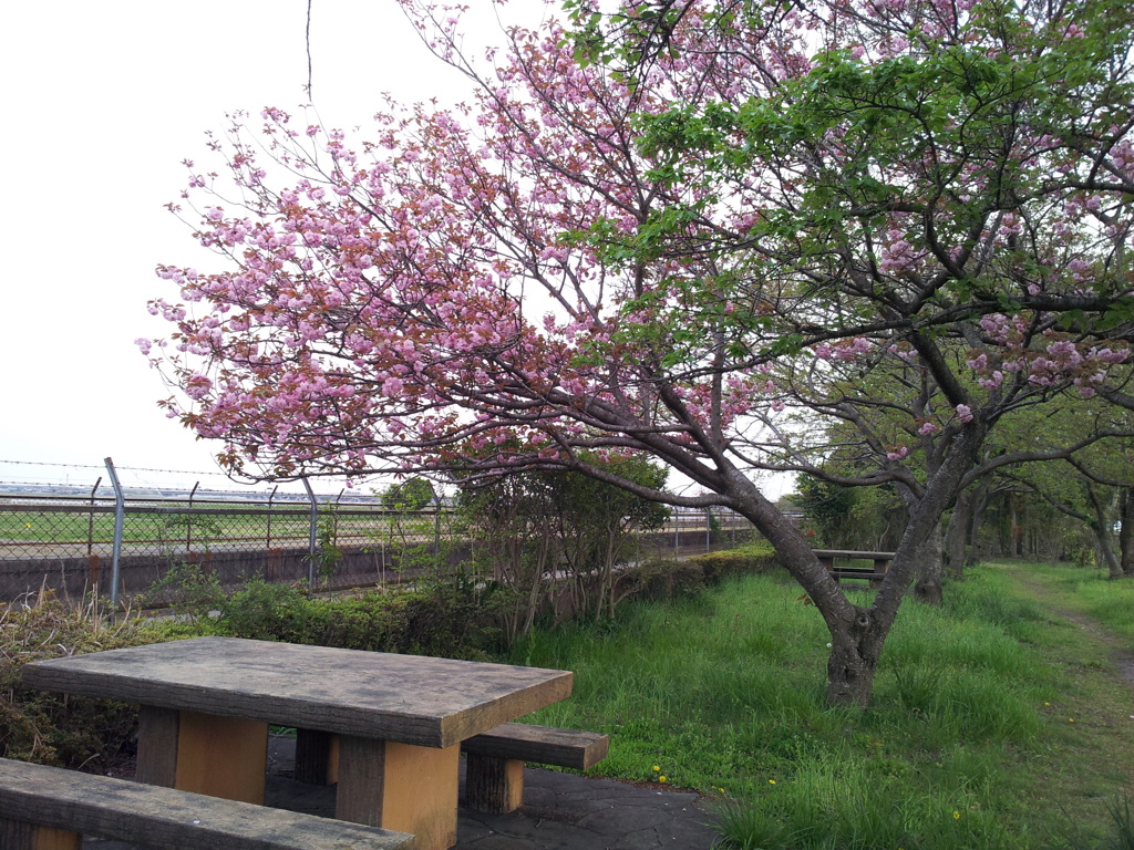 2016/04/16_見沼代用水の八重桜
