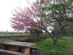 2016/04/16_見沼代用水の八重桜
