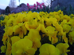 2017/04/02_花の丘農林公苑の花