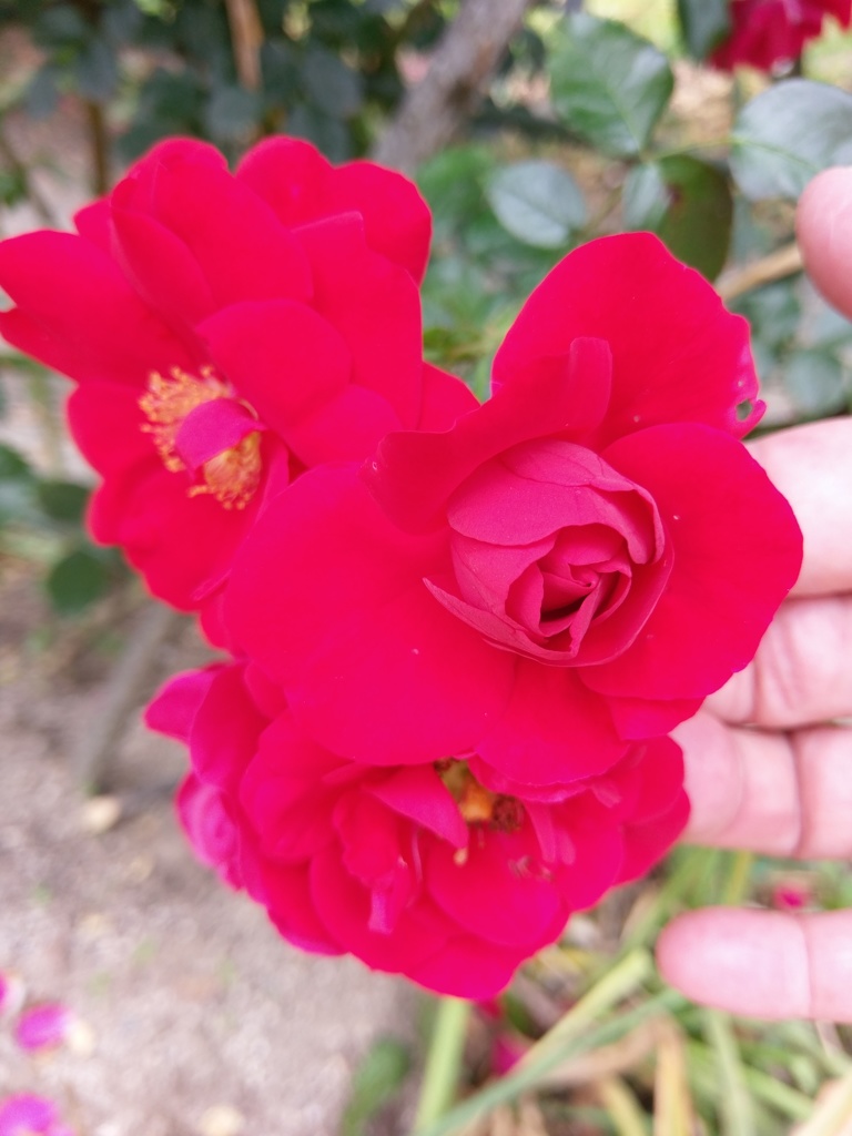 2018/05/26_平成の森公園の薔薇