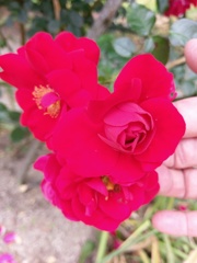 2018/05/26_平成の森公園の薔薇