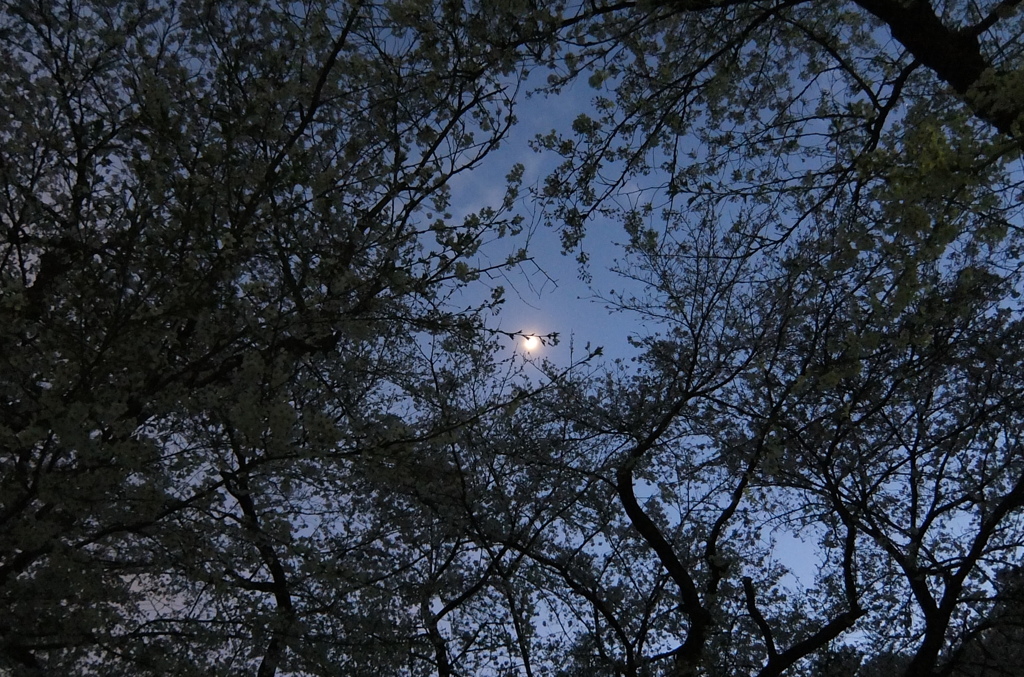 2014/04/05_夜桜と月