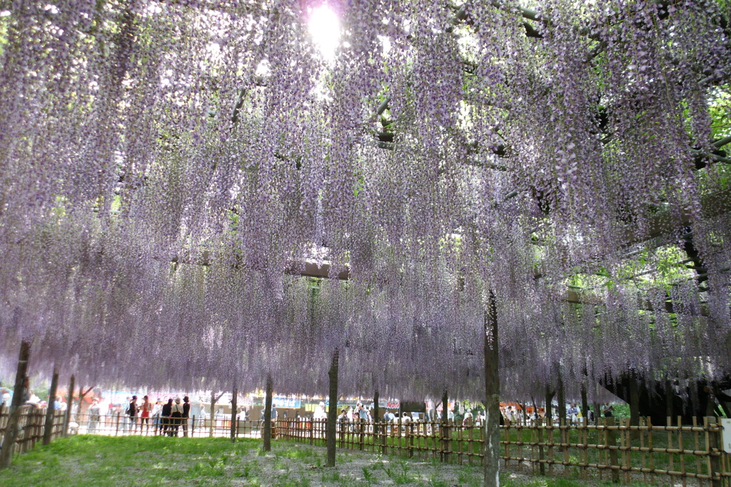 2015/05/03_玉敷公園の藤