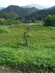 2017/10/09_外秩父山中の小さな柿の木と蝶