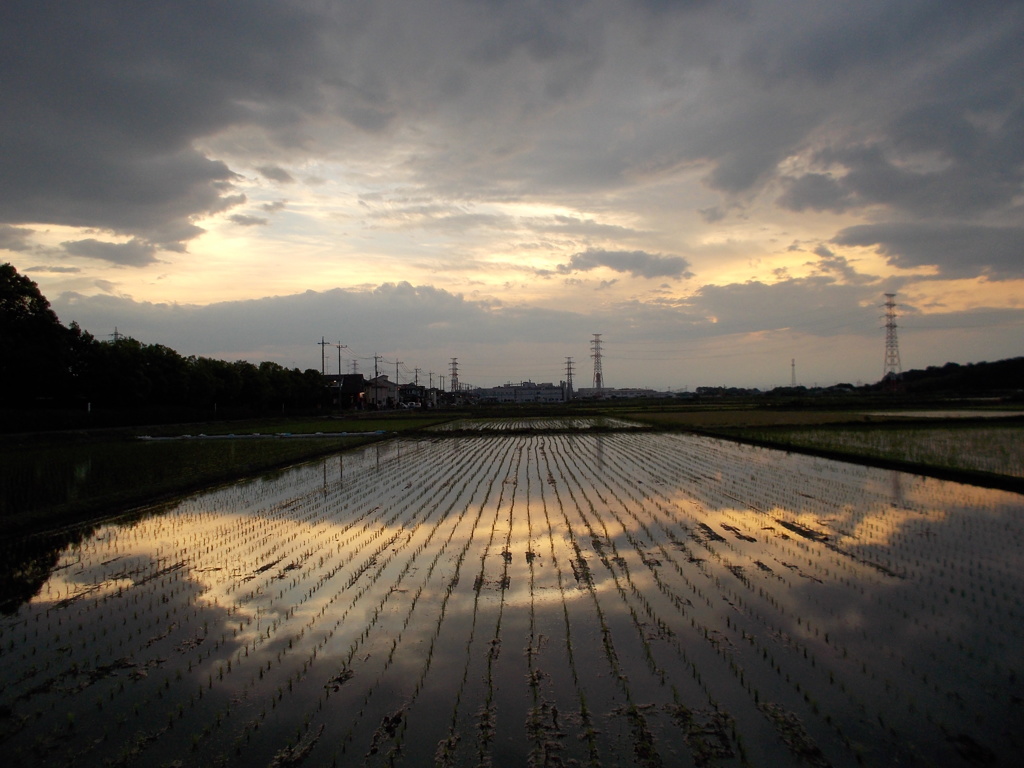 2017/06/10_水田の夕暮れ