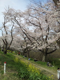 2016/04/03_城ヶ谷堤の桜と菜の花