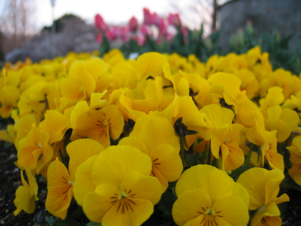 2017/04/02_花の丘農林公苑の花