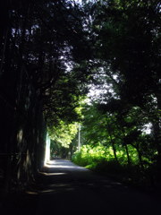 2016/07/10_木陰の道