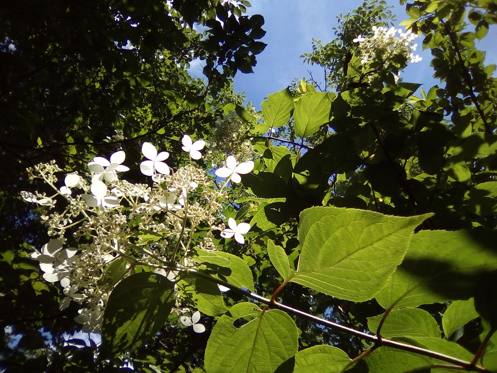 2018/0701_外秩父の糊空木の花
